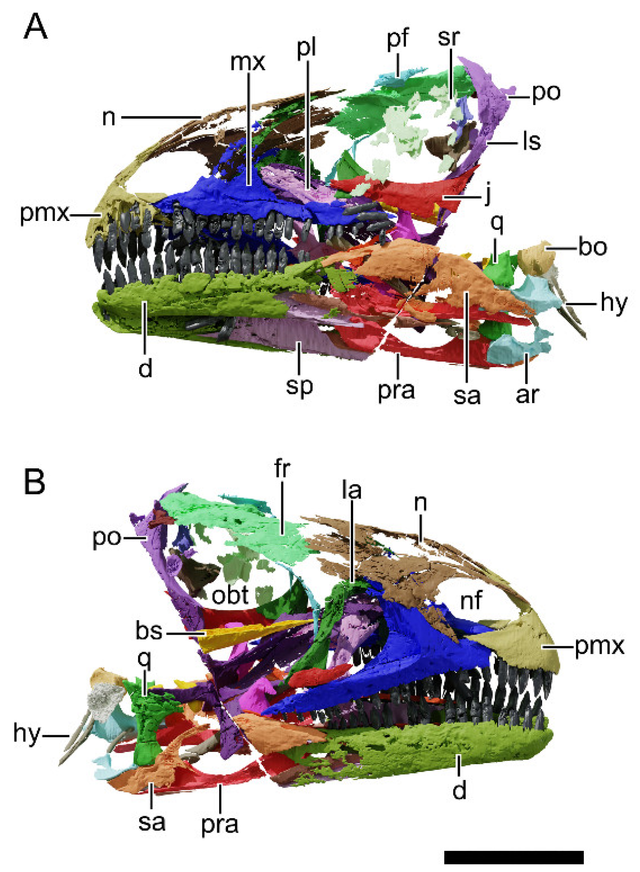 В Гренландии обнаружили останки уникального вида динозавров