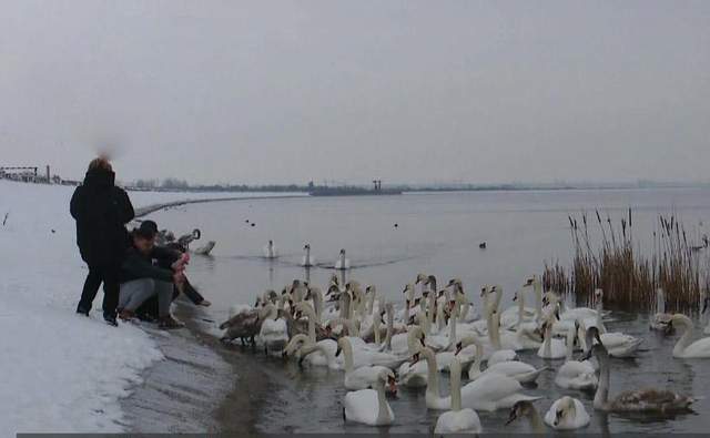 лебеді