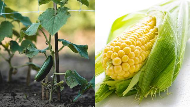 Огірки почнуть рости як шалені: посадіть поруч 7 рослин