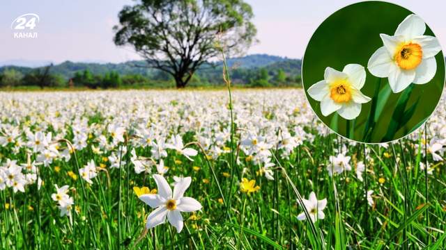 Захоплює до останньої пелюстки: коли можна буде милуватися цвітінням нарцисів