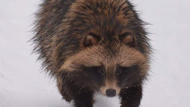 Біля Чорнобиля передчасно прокинувся єнотоподібний собака: що могло статися