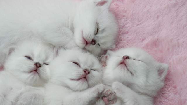 У котів є 5 типів характеру: як дізнатися, який у вашого