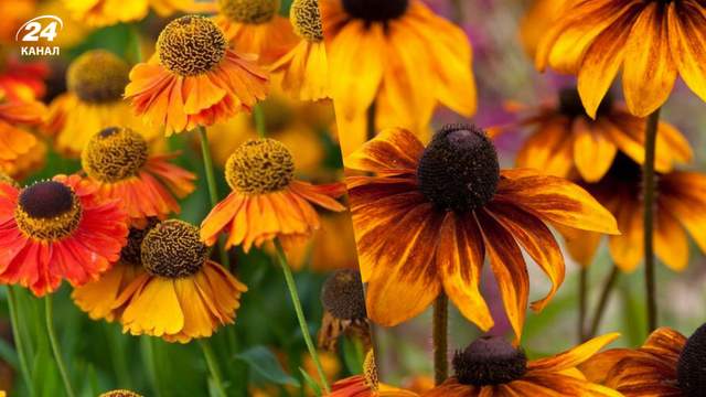 Не підживлюйте їх навесні: 7 рослин, які краще залишити у спокої