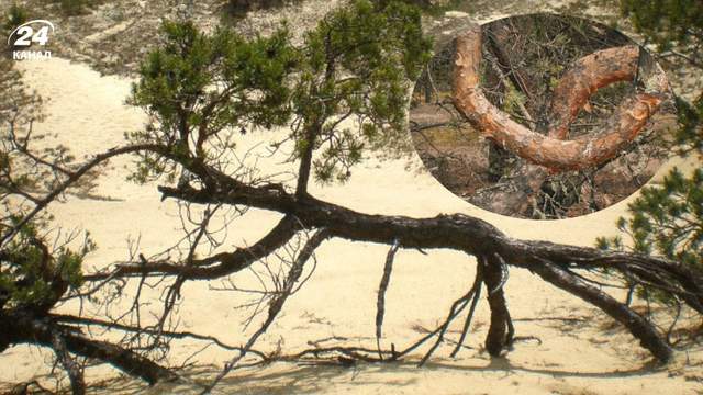 На Волині росте кривий ліс: сосни в ньому вигинаються у спіралі та петлі