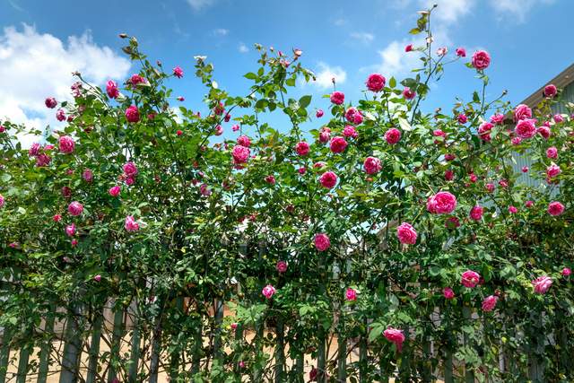 Обприскуйте троянди одним розчином раз на тиждень: квіти залишаться пишними до кінця літа