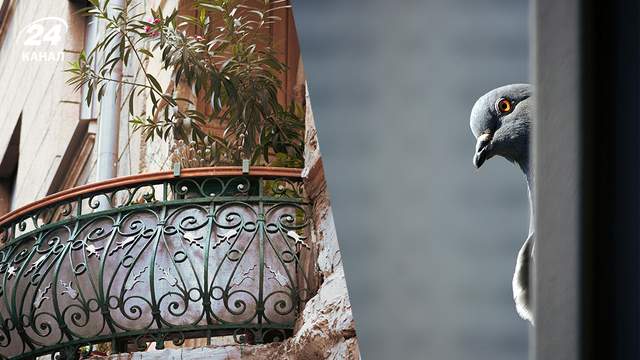 Працює миттєво: чим помити балкон, щоб відлякати голубів назавжди