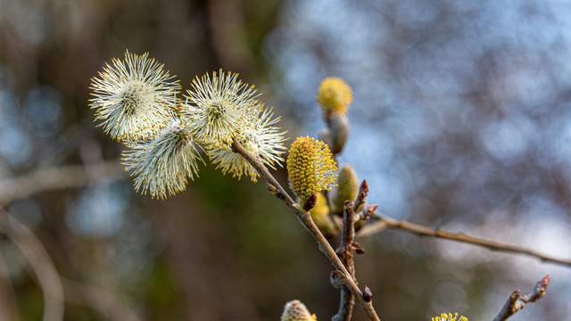 Навесні на вербах розпускаються котики: чим вони відрізняються від справжніх квітів