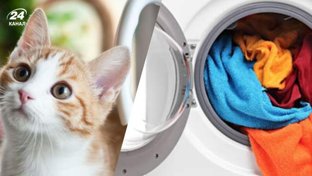Чим вивести котячу шерсть під час прання: 3 найпопулярніші лайфхаки