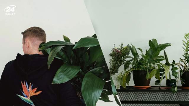 Чому гинуть кімнатні рослини вдома: експерт розкрив головну причину