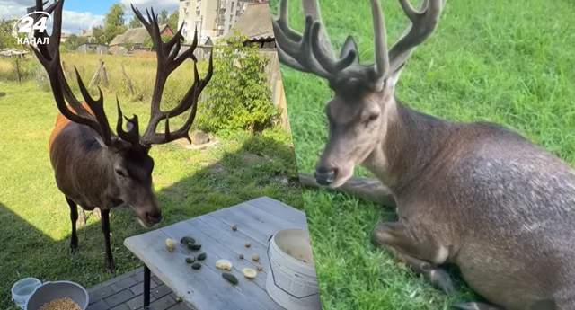 Олень Борис – справжня зірка мережі: найкращі відео з улюбленцем тисяч українців