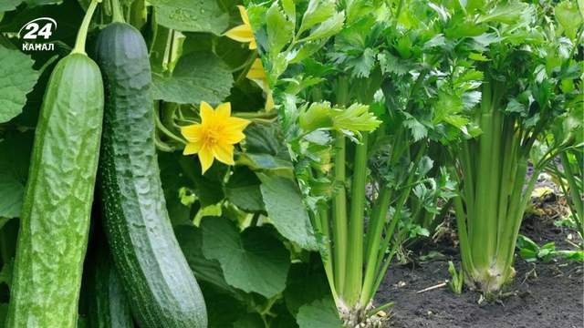 Посадіть ці 5 видів насіння у квітні, аби влітку мати щедрий врожай