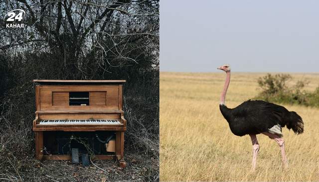 Він важить як піаніно, а зріст – як баскетбольний кошик: хто найдивовижніший птах на планеті