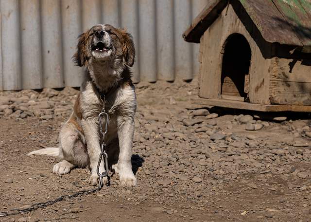 Не всі власники це знають: як утримувати собак на прив'язі, щоб не порушувати закон