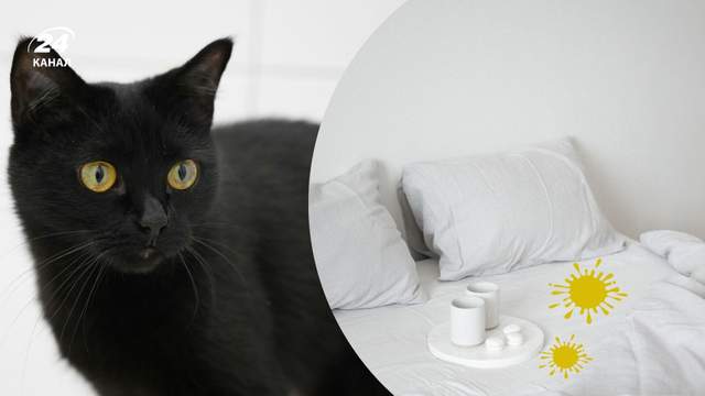 Ви повинні це знати: як назавжди позбутися запаху котячої сечі в домі