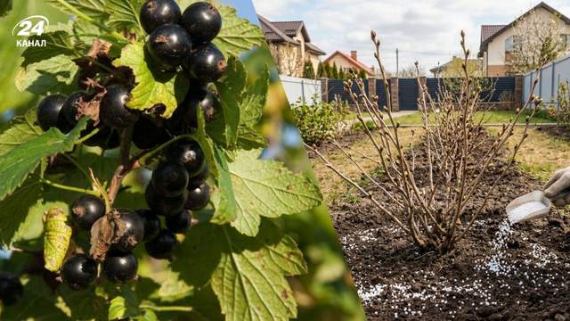 Підгодуйте смородину цим розчином, щоб отримати рясний урожай: дачники розкрили секрет