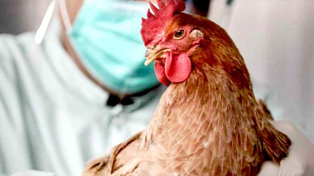 В Європі виявили перший випадок пташиного грипу H9N2 у людини