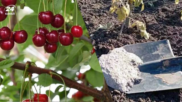 Вишня більше не буде кислою: посипте дерево навесні копійчаним добривом