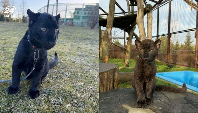 В Україні народився дуже рідкісний леопард: таких випадків одиниці на весь світ