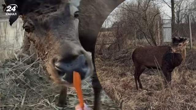 Операція небезпечна: у якому стані улюбленець українців олень Борис після важкої ДТП