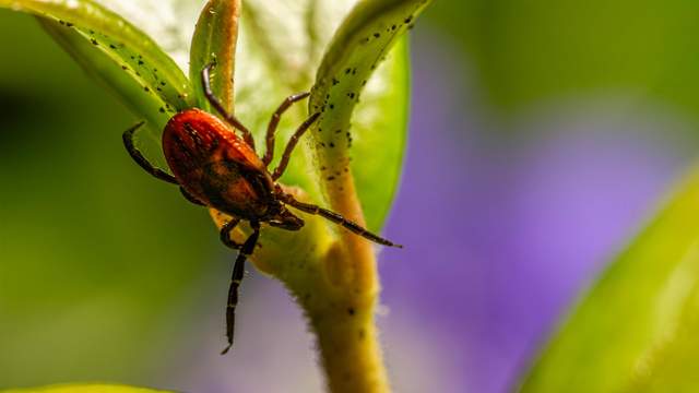 Цю рослину бояться всі кліщі: садівники радять її вже висаджувати