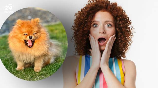 Від породи залишилась тільки назва: як виглядає мокрий шпіц