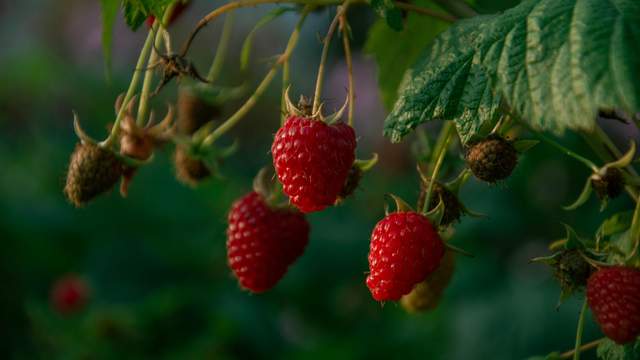 Малина буде захищена від шкідників усе літо: створіть простий спрей за копійки