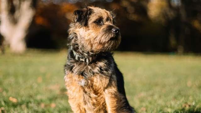 Бордер-тер'єр 