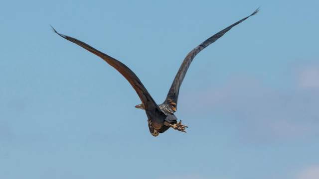 Майстер маскування, що прилетів з Африки: на Одещині помітили рідкісну пташку