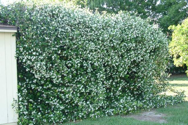 Посадіть ці рослини замість туї: сусіди будуть заздрити