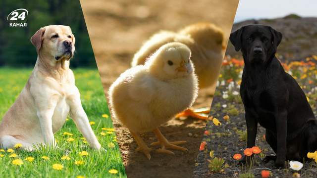 Брати-лабрадори подумали, що крихітні курчатка – це їхні дітки: відео зворушило мережу