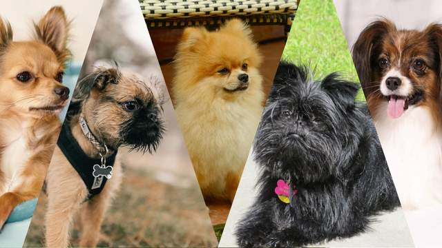 Як виглядають 5 найменших порід собак у світі