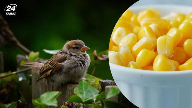 Навіщо розкидати кукурудзу по ділянці навесні: дізнайтеся користь лайфхаку