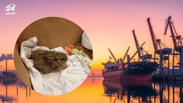 Вухасті безбілетники: три тваринки подолали 400 кілометрів і опинилися на нафтовій платформі