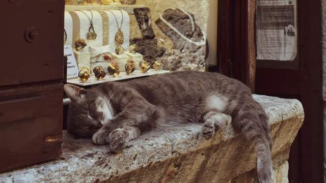 Хто постійно "краде" ваші прикраси: 6 неочікуваних речей, які колекціонують коти