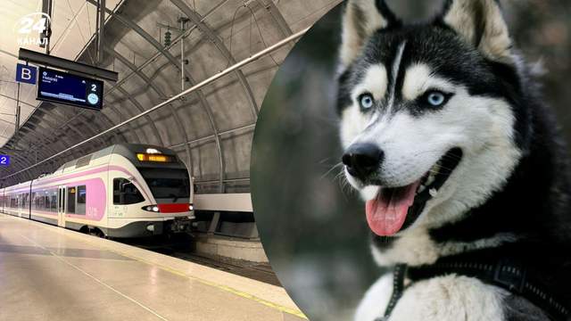 Чи можна із собакою у метро Києва: які правила діють зараз
