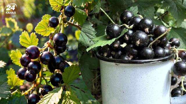 Посипте цей порошок під кущами смородини: отримаєте відра урожаю
