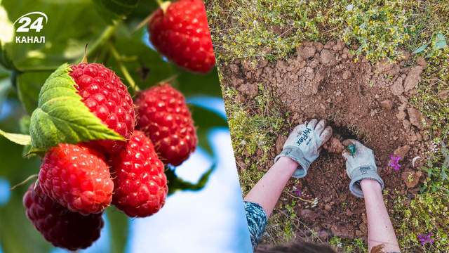 Ніколи не садіть біля малини цей популярний кущ: врожаю не д