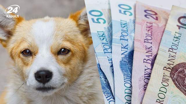 За цю помилку власників собак у Польщі штрафують на 500 злот
