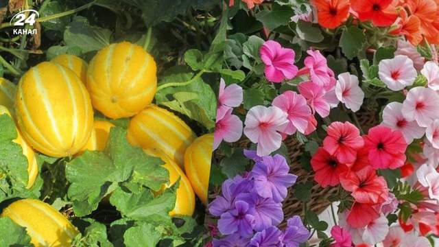 Які квіти, овочі та фрукти посадити у червні, щоб мати пишний і врожайний сад
