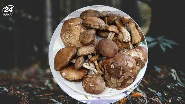 Не мийте підберезники годинами: через це на сковорідці буде грибна каша