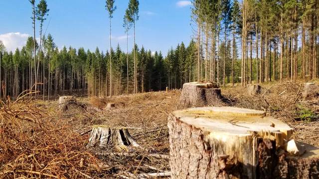 После вырубки леса под распашку из его обитателей могут выжить на прежнем месте