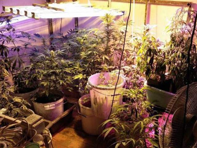плантация марихуаны в квартире