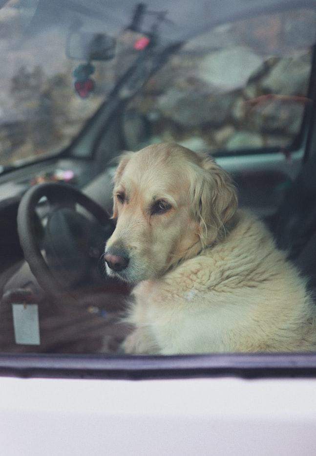 Собака у машині