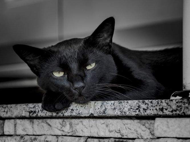 Чорний кіт забобони