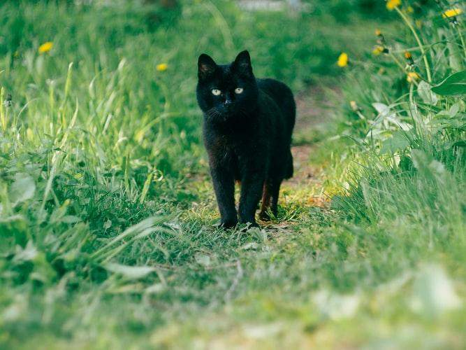 Чорни кіт переходить дорогу