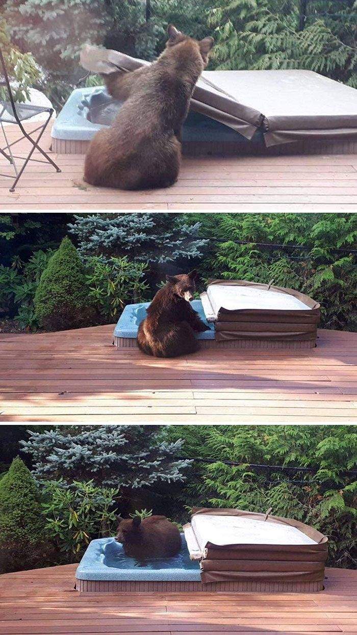 Забавные фото медведей