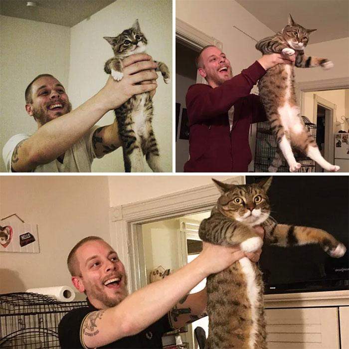 Хозяин делает фото с котиком каждый год в годовщину 