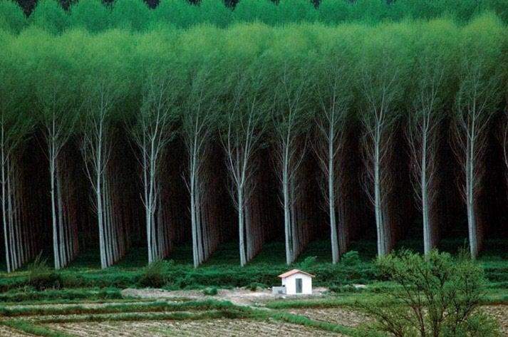 Які рівні рядочки дерев