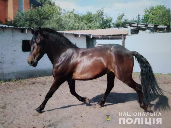 Хромая лошадь список погибших с фото