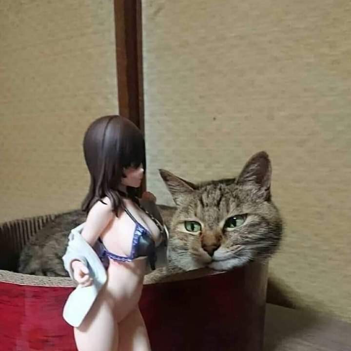 Кіт і лялька